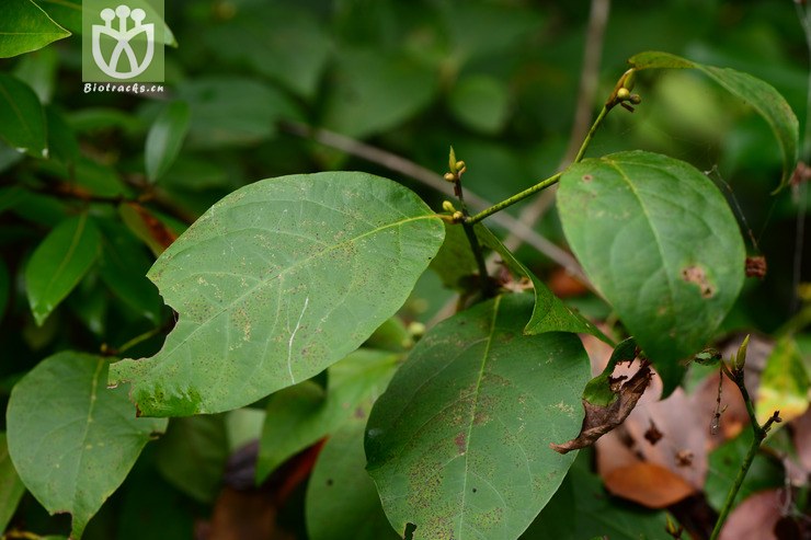 图片信息-kingdonia-植物云数据