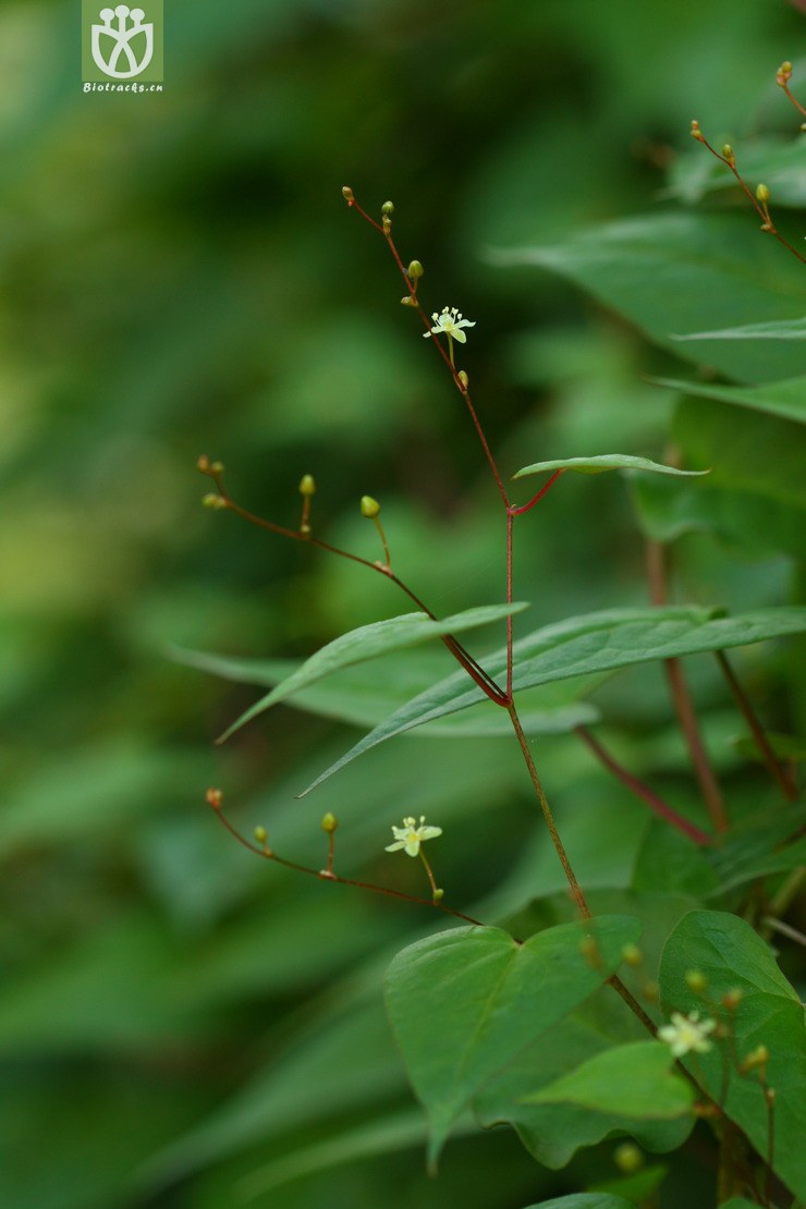fallopia denticulata齿叶蓼2010-07-24xx-yn (2).