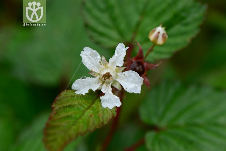 rubus trianthus三花悬钩子【g】2015-05-10xx-zj (0).