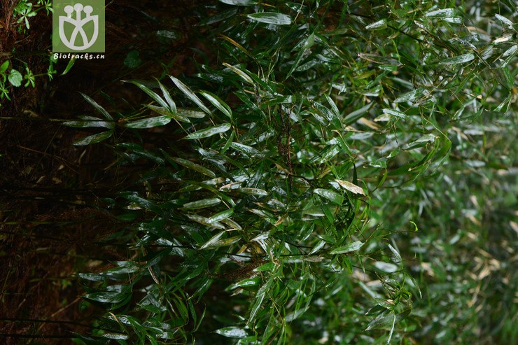 chimonobambusa communis平竹【h】2015-05-03xx-cq (1).