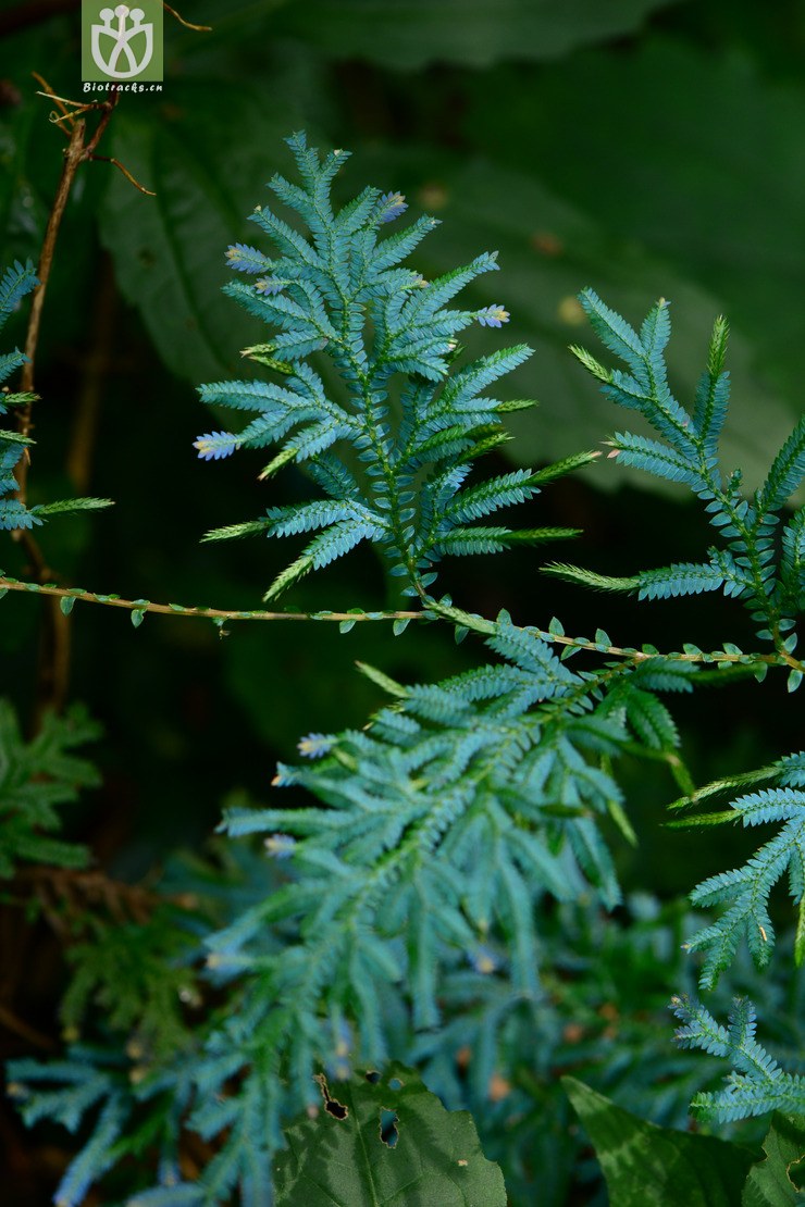 selaginella uncinata翠云草【可以处理】a2014-09-07xx-zj (0).