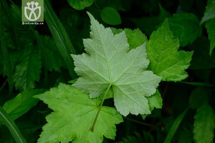 图片信息-kingdonia-植物云数据