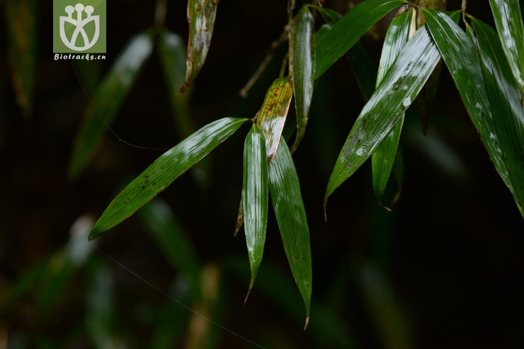 chimonobambusa communis平竹【h】2015-05-03xx-cq (10).