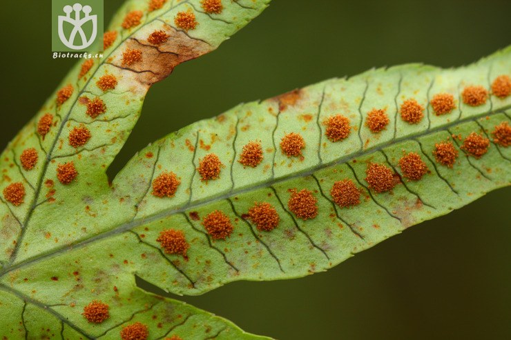 phymatopteris malacodon弯弓假瘤蕨2010-10-06xx-yn (7).