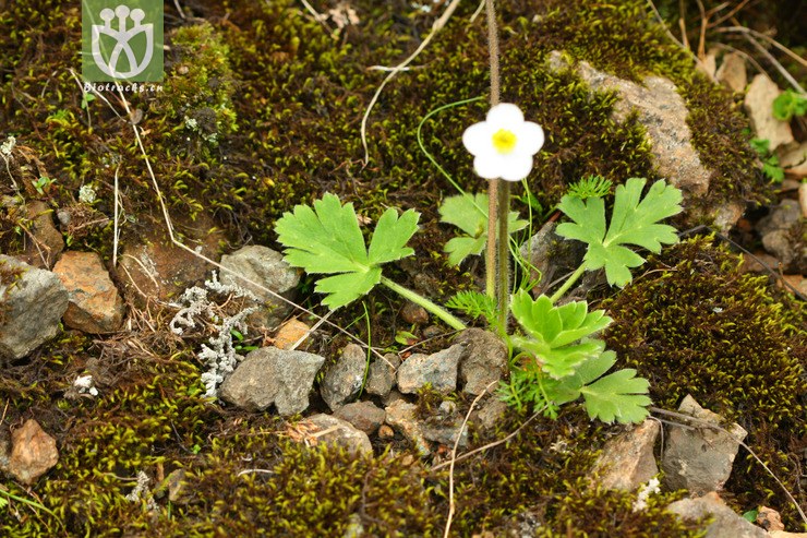 100% anemone obtusiloba钝裂银莲花2011-07-06xx-yn (1).