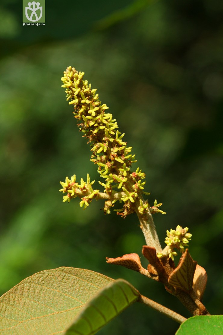 mallotus japonicus var. japonicus野梧桐2012-05-31xx-tw (6).jpg