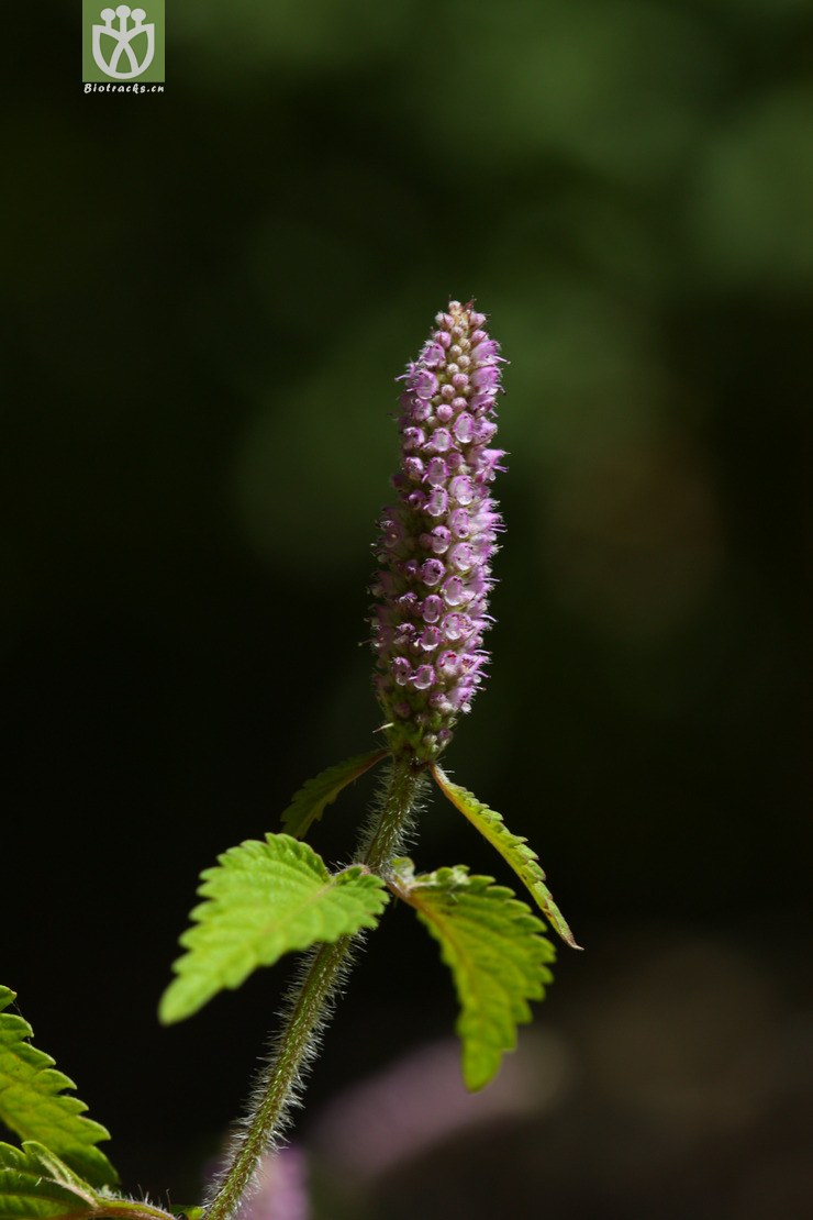 图片信息-kingdonia-植物云数据