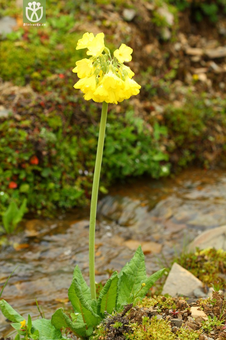 primula sikkimensis钟花报春【可以处理】2012-07-13xx-yn (5).