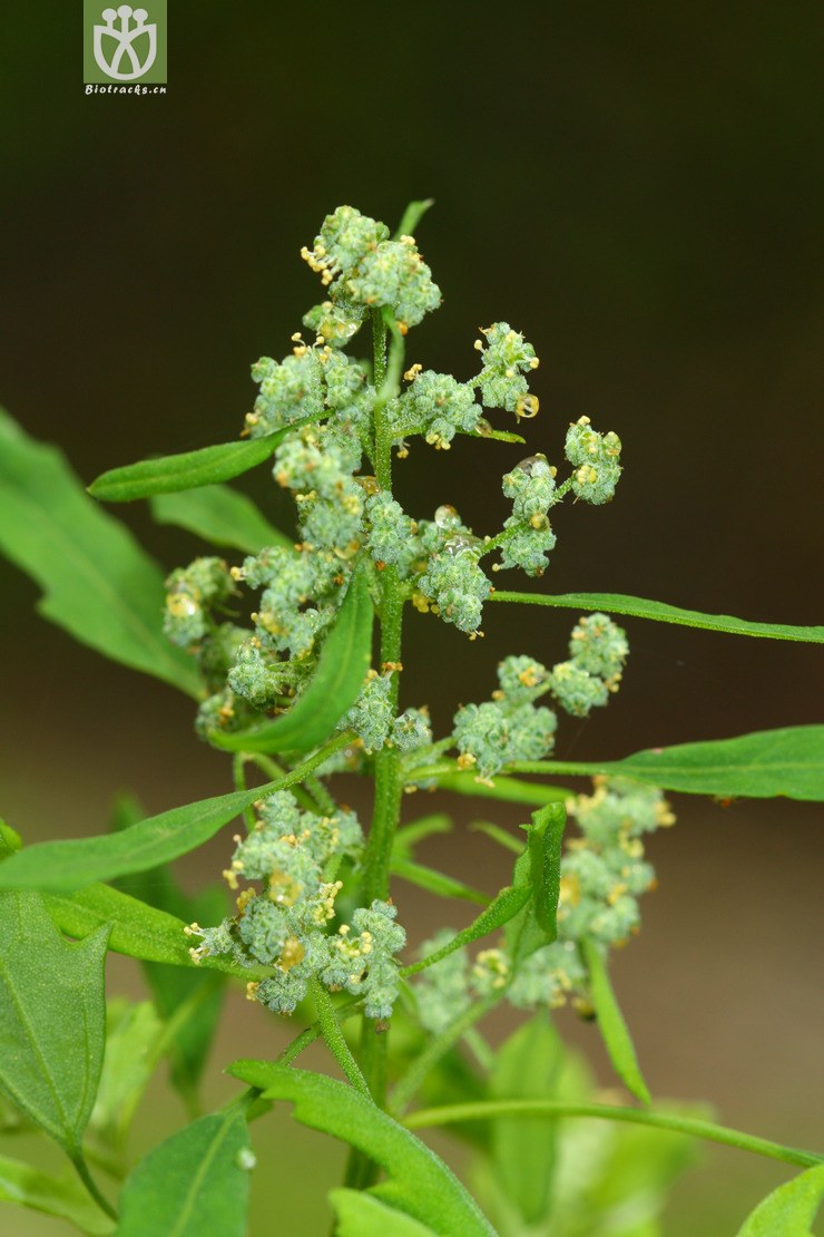 chenopodium serotinum小藜2012-06-05xx-tw (5).jpg