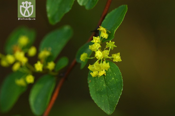 图片信息-kingdonia-植物云数据