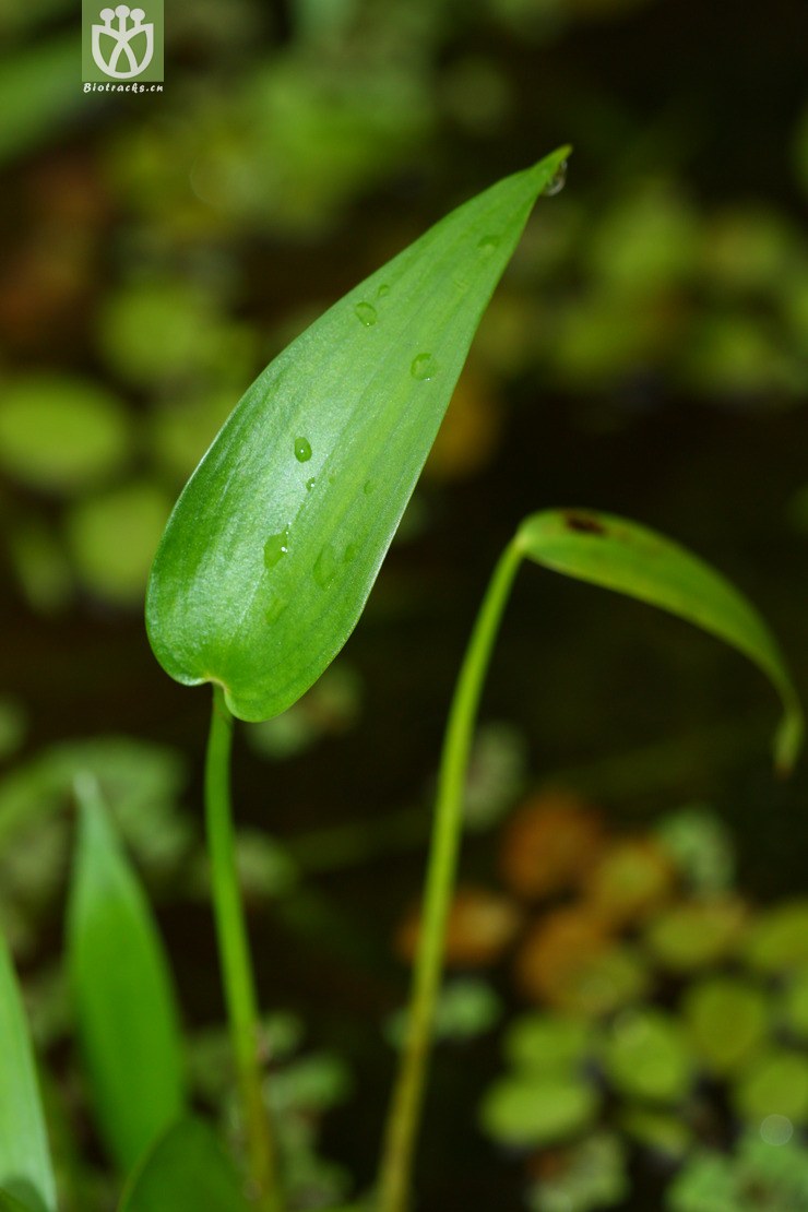 monochoria vaginalis鸭舌草2012-06-01xx-tw (10).