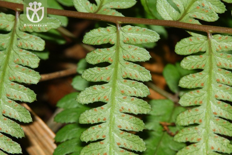 dissitifolium疏叶蹄盖蕨2011-10-18xx-y 相邻时间拍摄的照片