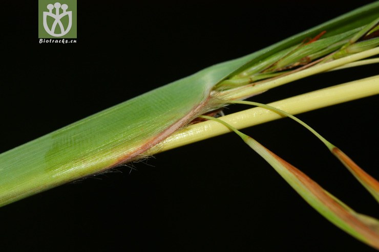 themeda villosa菅2011-10-18xx-yn(15.