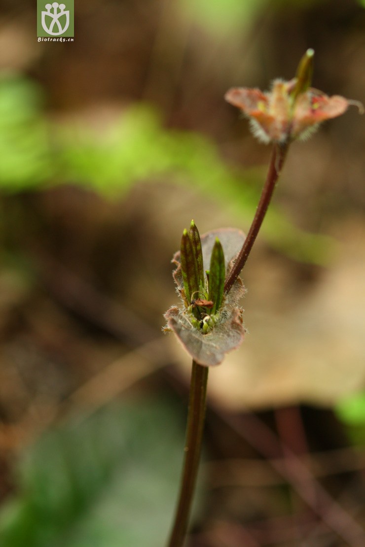 图片信息-kingdonia-植物云数据