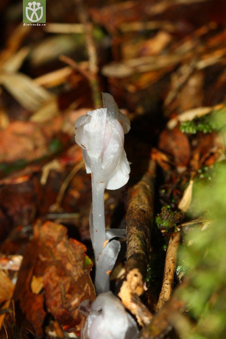 cheilotheca humilis球果假水晶兰2012-06-02xx-tw (6).jpg