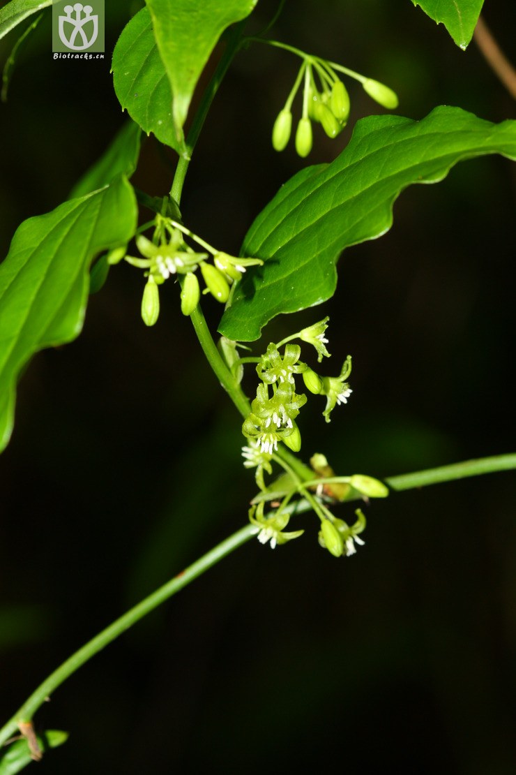 smilax sieboldii华东菝葜2012-05-30xx-tw 11445 (1).jpg