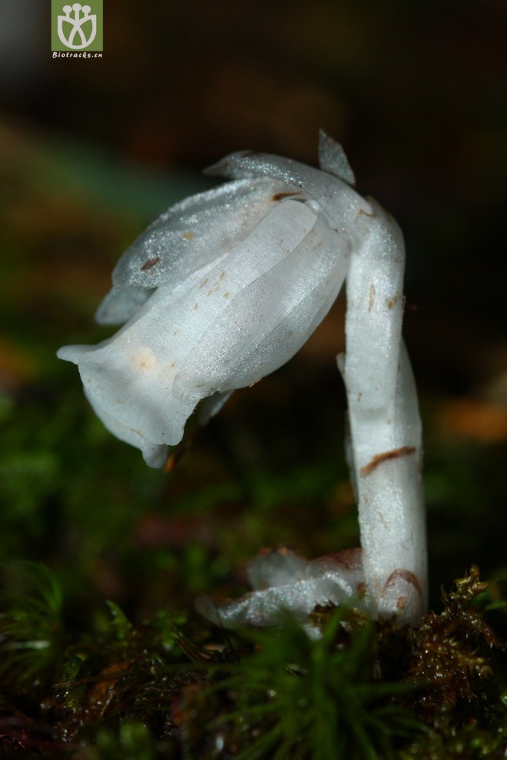 cheilotheca humilis球果假水晶兰2012-06-02xx-tw (3).jpg