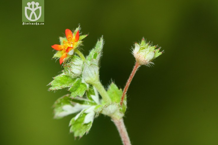 sibbaldia micropetala白叶山莓草【g】2012-07-09xx-yn (25).