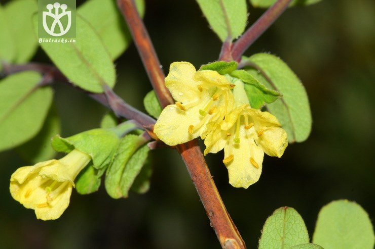 lonicera hispida刚毛忍冬【z或加g】2012-07-13xx-yn (2).