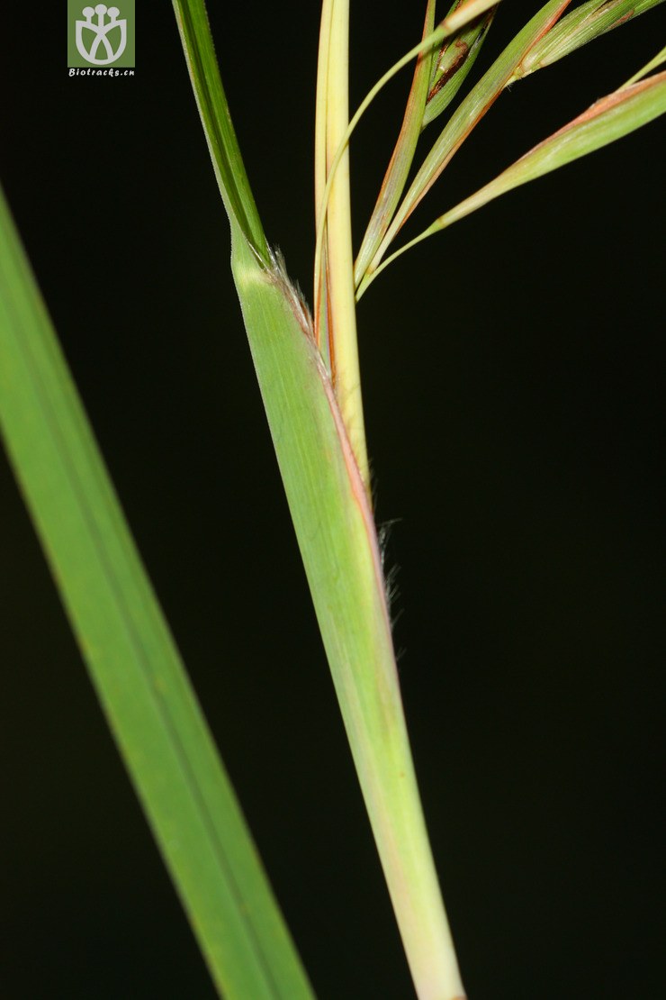 themeda villosa菅2011-10-18xx-yn(13.