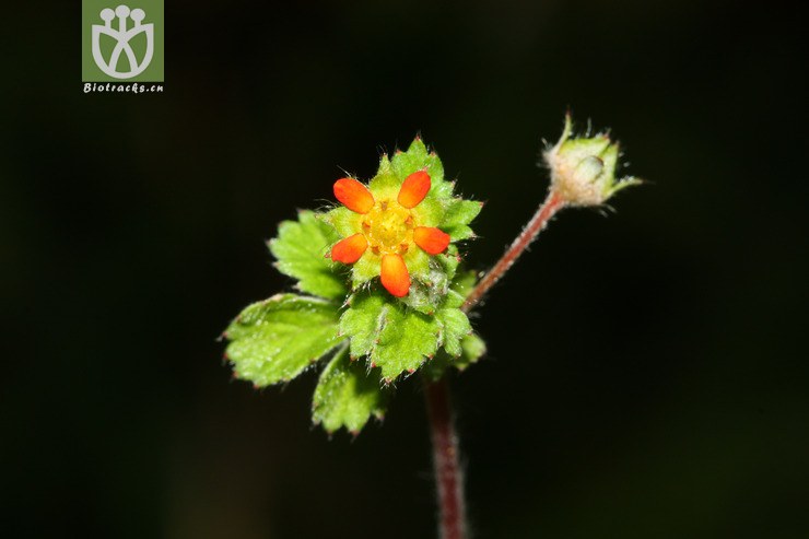 sibbaldia micropetala白叶山莓草【g】2012-07-09xx-yn (15).