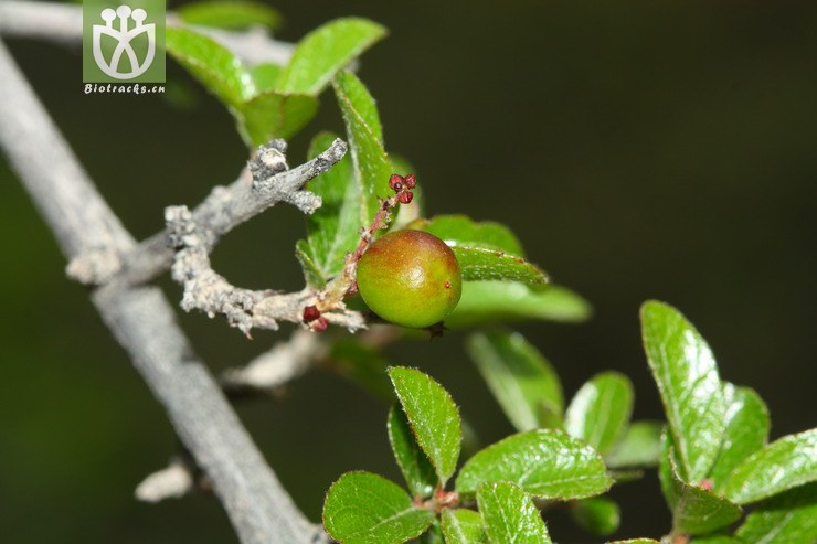 sageretia horrida凹叶雀梅藤【可以处理】2012-07-06xx-yn (2).