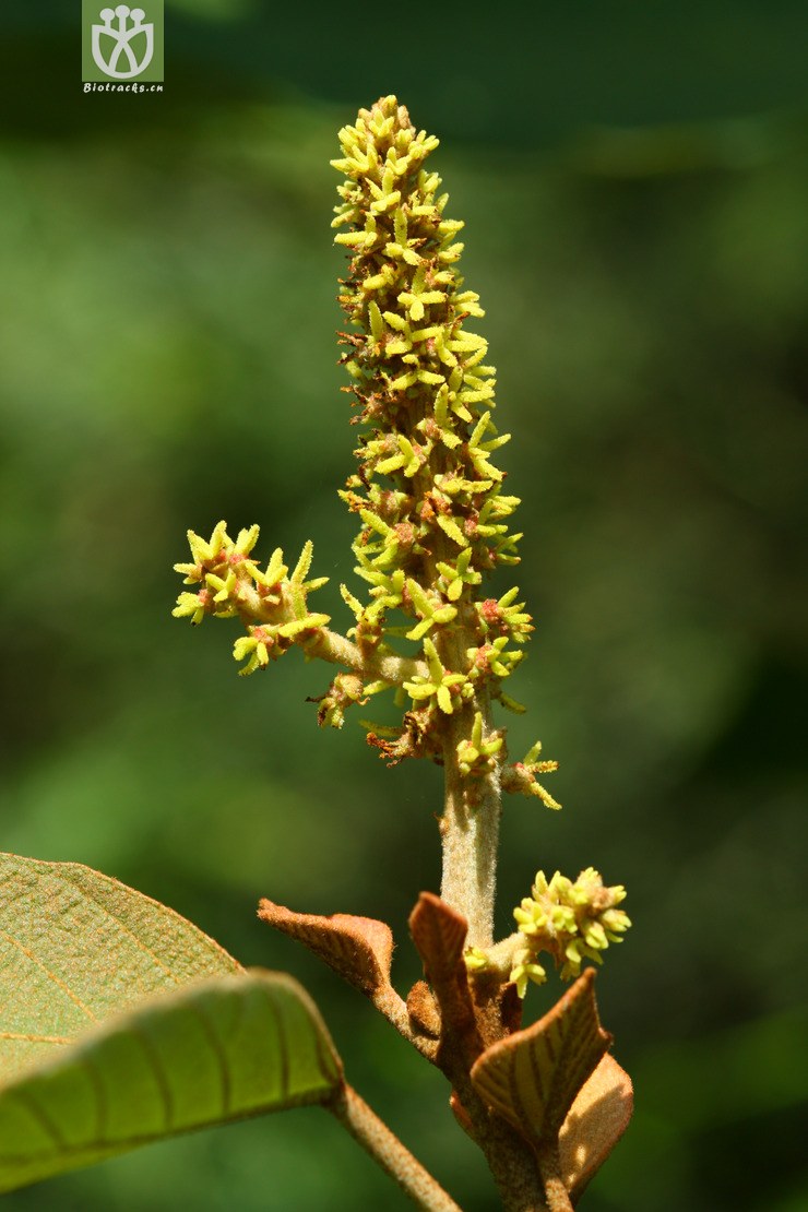mallotus japonicus var. japonicus野梧桐2012-05-31xx-tw (9).jpg