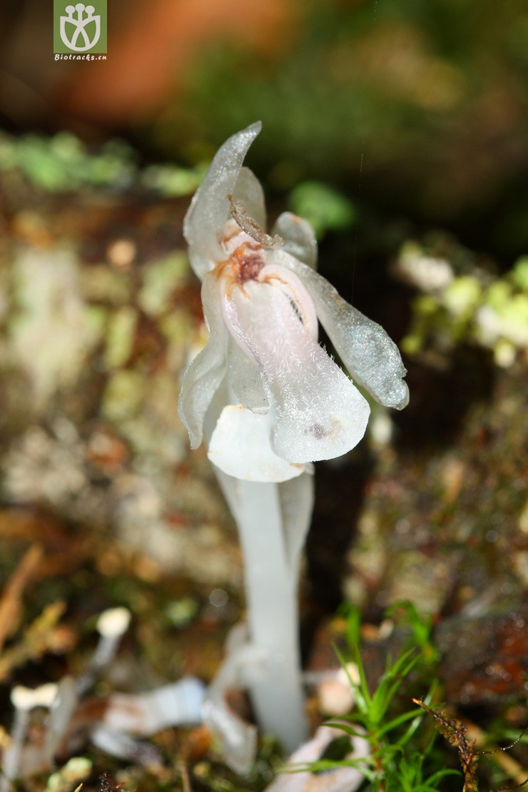 cheilotheca humilis球果假水晶兰2012-06-02xx-tw (4).jpg