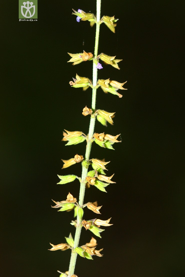 salvia tiliifolia椴叶鼠尾草【可以处理或加hy】2012-09-07xx-yn (0)