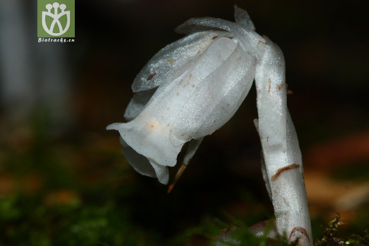 cheilotheca humilis球果假水晶兰2012-06-02xx-tw (9).jpg