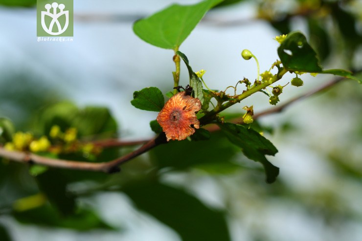 图片信息-kingdonia-植物云数据