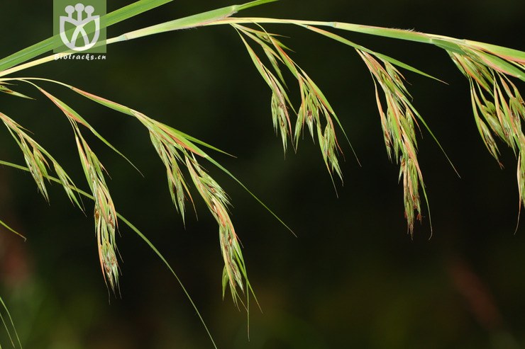 themeda villosa菅2011-10-18xx-yn(9.