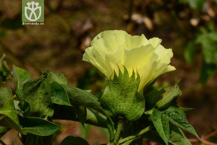 gossypium hirsutum陆地棉【可以处理】2014-03-03xx-yn (7).