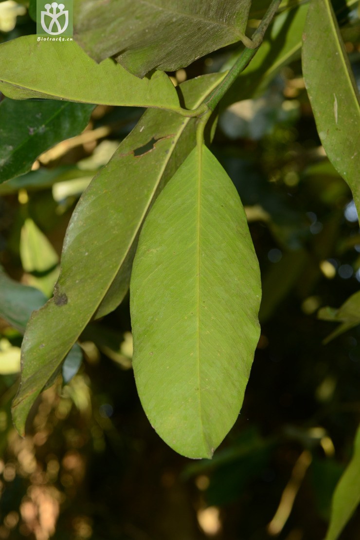 garcinia xanthochymus大叶藤黄【zh或加g】2014-03-03xx-yn (3).