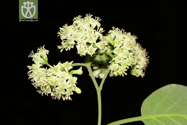 图片信息-kingdonia-植物云数据