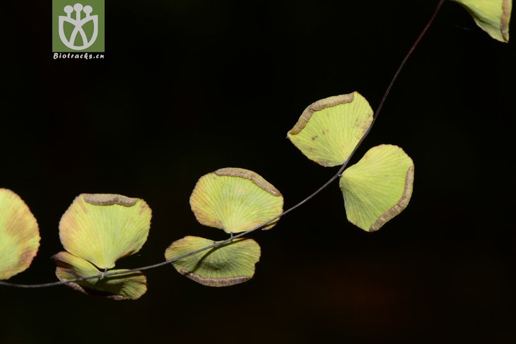 adiantum capillus-junonis团羽铁线蕨【可以处理】2013-09-19xx-yn