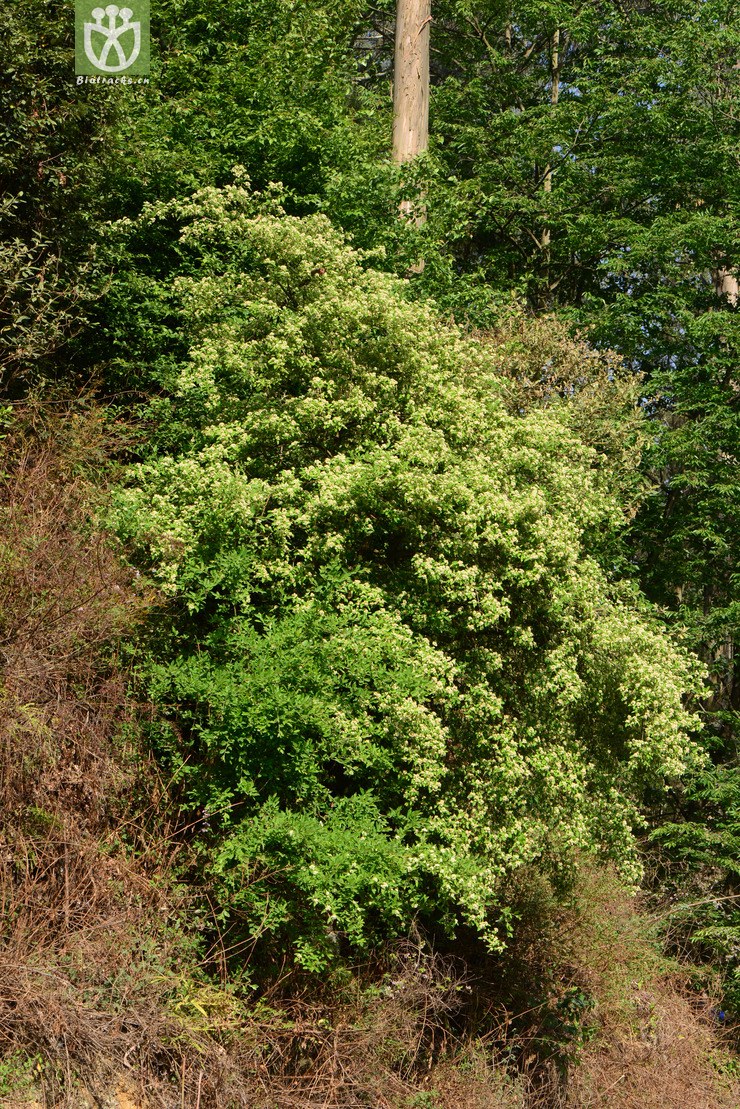 tristaniicarpa牛筋条【可以处理】a2 相邻时间拍摄的照片 共 30张