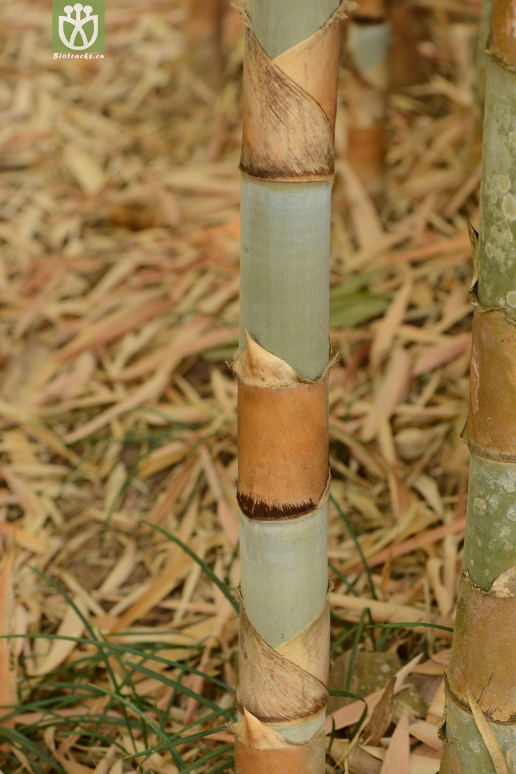 cephalostachyum pergracile香糯竹【依据foc】【zhg