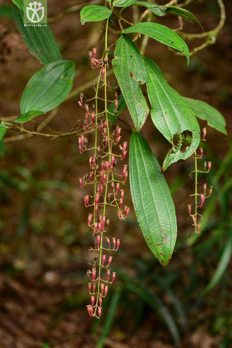 oxyspora paniculata尖子木【foc】【可以处理】2014-10-22xx-yn (10)