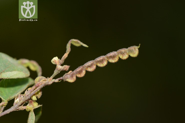 图片信息-kingdonia-植物云数据