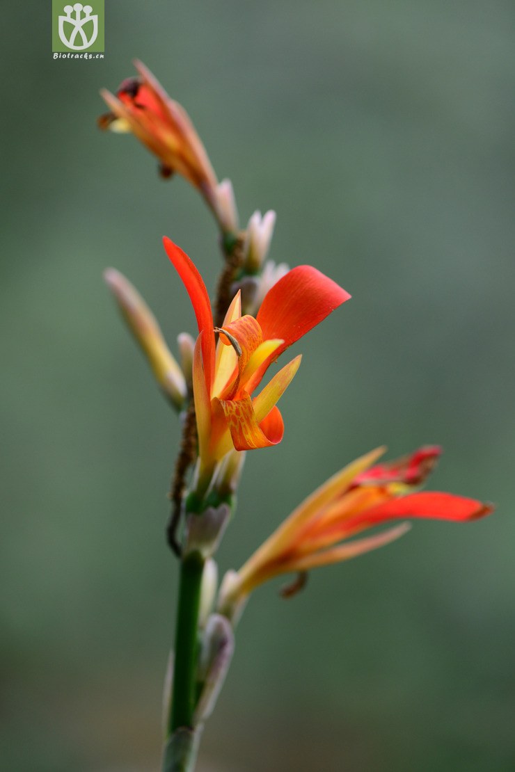 canna edulis蕉芋【g】2014-10-22xx-yn (4).