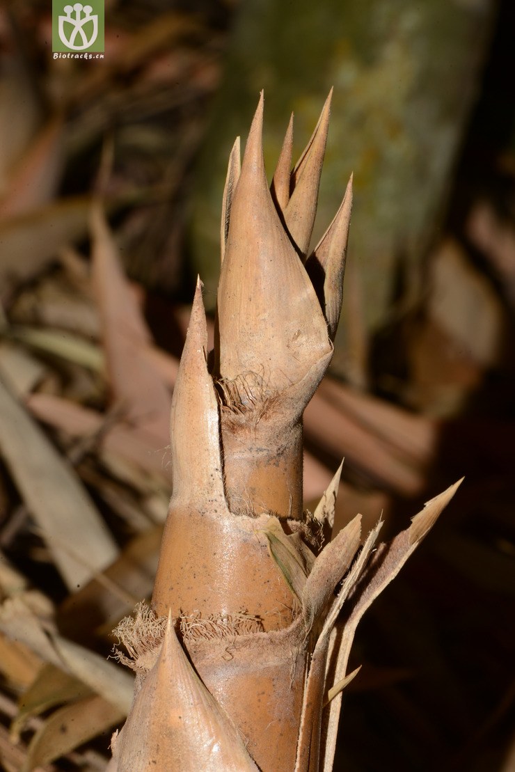 cephalostachyum pergracile香糯竹【依据foc】【zhg