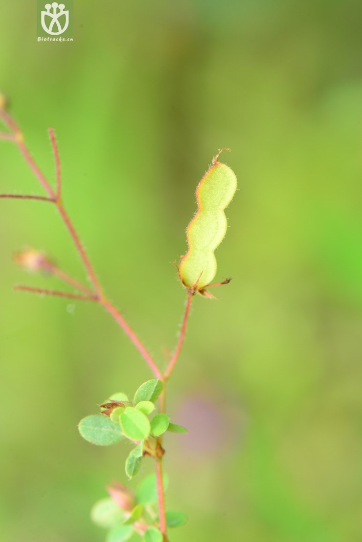 desmodium microphyllum小叶三点金【可以处理】2013-09-17xx-yn (10)
