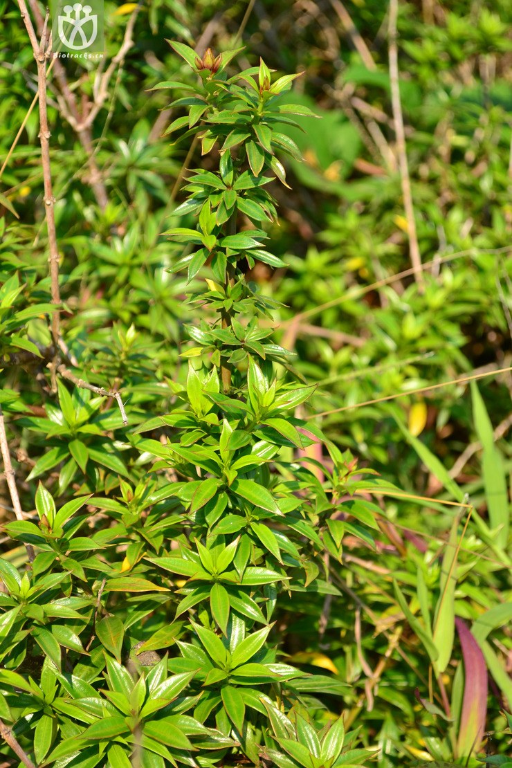 allamanda cathartica nanus小叶软枝黄蝉【国外】2014-03-03xx