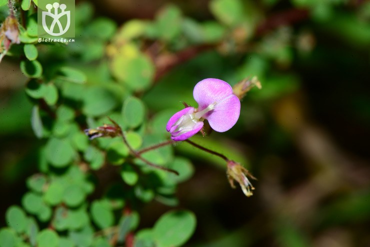 desmodium microphyllum小叶三点金【可以处理】2013-09-17xx-yn (1).