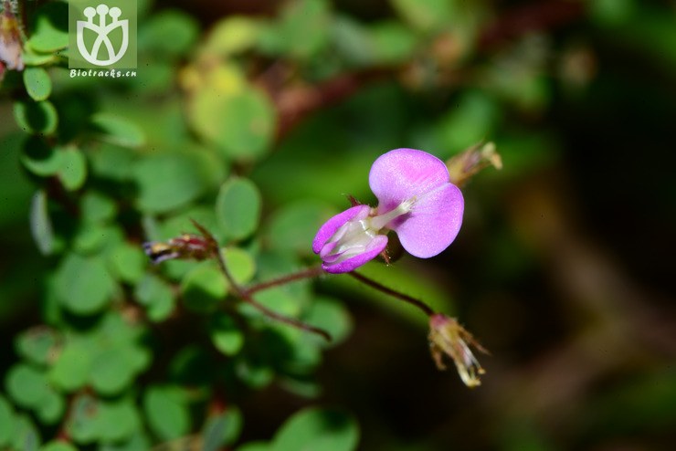 desmodium microphyllum小叶三点金【可以处理】2013-09-17xx-yn (2).