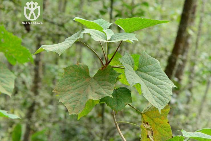 图片信息-kingdonia-植物云数据