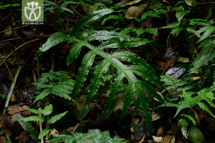 microsorum insigne羽裂星蕨【可以处理】2014-10-24xx-yn (1).