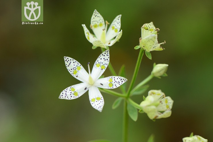 swertia bimaculata獐牙菜【foc】【可以处理】2014-10-23xx-yn (7).