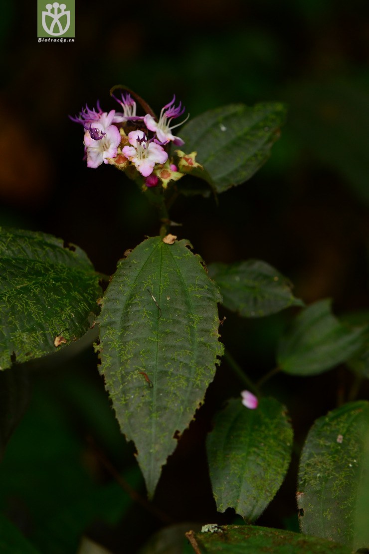 图片信息-kingdonia-植物云数据